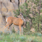 Theodore Roosevelt National Park