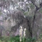 Osceola National Forest