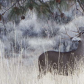 Tulelake National Wildlife Refuge