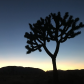 Joshua Tree National Park
