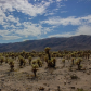 Joshua Tree National Park