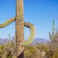 Saguaro National Park
