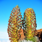 HaleakalÄ National Park