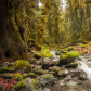 Olympic National Park