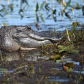 Okefenokee National Wildlife Refuge