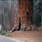 Sequoia National Park