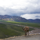 Denali National Park