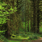 Olympic National Park