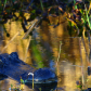 Cameron Prairie National Wildlife Refuge