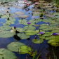 Kenilworth Park & Aquatic Gardens