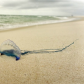Gulf Islands National Seashore