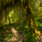 Olympic National Park