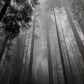 Sequoia National Park