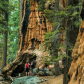 Sequoia National Park