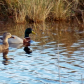 Chincoteague National Wildlife Refuge