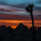 Joshua Tree National Park