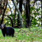 Shenandoah National Park