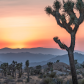 Joshua Tree National Park