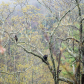 Great Smoky Mountains National Park