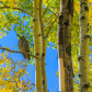 Apache-Sitgreaves National Forest