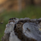 Arapaho and Roosevelt National Forests