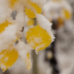 Arapaho and Roosevelt National Forests