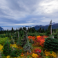 Mount Rainier National Park