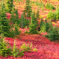 Mount Rainier National Park