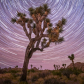 Joshua Tree National Park
