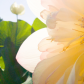 Kenilworth Park & Aquatic Gardens