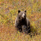 Glacier National Park