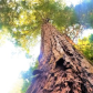 Muir Woods National Monument