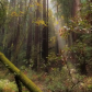 Muir Woods National Monument