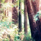 Muir Woods National Monument