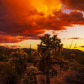 Saguaro National Park