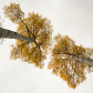 Kaibab National Forest