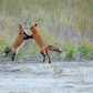 Chincoteague National Wildlife Refuge