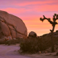 Joshua Tree National Park