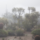 Tonto National Forest