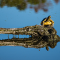 Harris Neck National Wildlife Refuge 