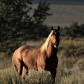 Augusta Mountains Herd Management Area