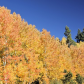 Humboldt-Toiyabe National Forest 