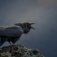 Morley Nelson Snake River Birds of Prey National Conservation Area