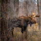 Grand Teton National Park
