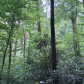 Joyce Kilmer Memorial Forest