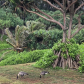 Kilauea Point National Wildlife Refuge
