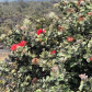 HawaiÊ»i Volcanoes National Park