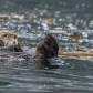 Tongass National Forest