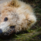Katmai National Park and Preserve