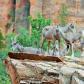 Zion National Park